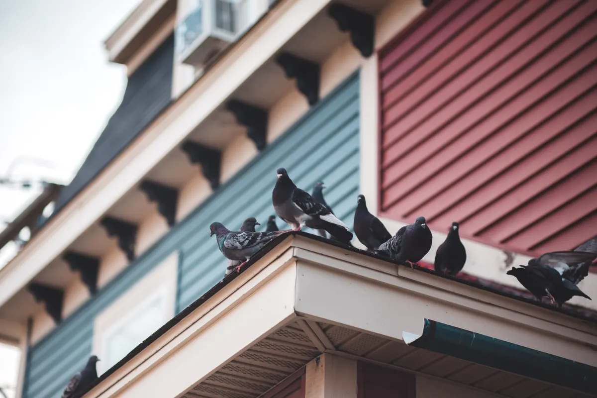 Pigeons roosting along a house roofline and gutter, the problem pigeon-proofing mesh keeps out from under solar panels